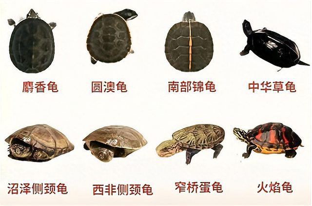 建議窮人養的10種烏龜：經濟實惠的寵物龜飼養小巧體型的愛好者8：九、鱷龜