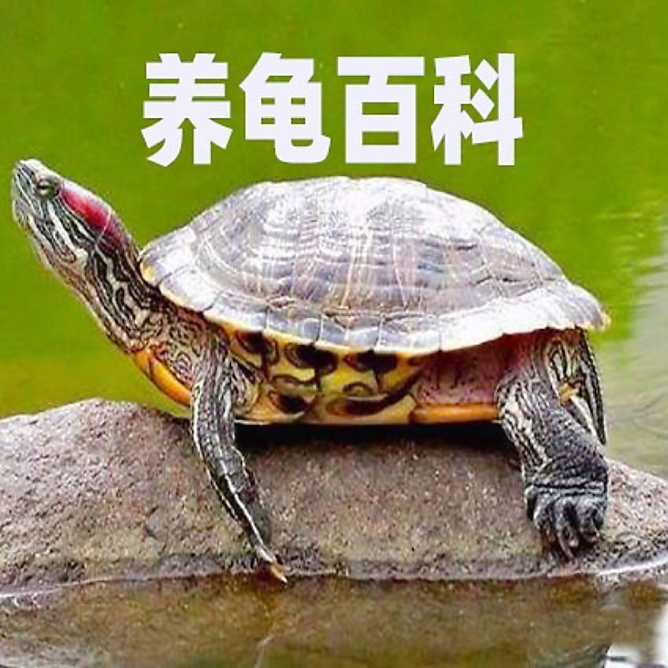 建議窮人養的10種烏龜：經濟實惠的寵物龜飼養小巧體型的愛好者8：九、鱷龜