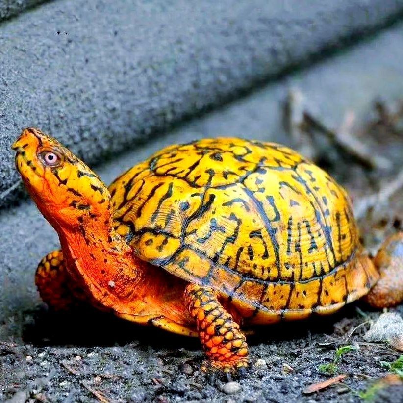 建議窮人養的10種烏龜：經濟實惠的寵物龜飼養小巧體型的愛好者8：九、鱷龜