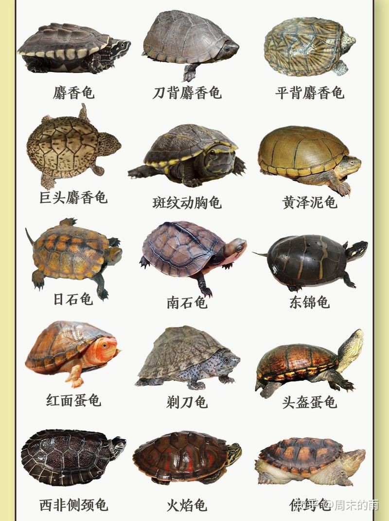 建議窮人養的10種烏龜：經濟實惠的寵物龜飼養小巧體型的愛好者8：九、鱷龜
