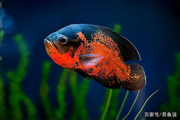 如何預防龍魚內寄和外寄？：養魚說，龍魚體外寄生蟲寵大仙兒