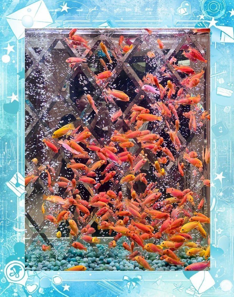 澳門魚缸批發市場:關于澳門魚缸批發市場的具體信息 全國水族館企業名錄 第16張 澳門魚缸批發市場:關于澳門魚缸批發市場的具體信息 澳門魚缸批發市場:關于澳門魚缸批發市場的具體信息 全國水族館企業名錄 第16張