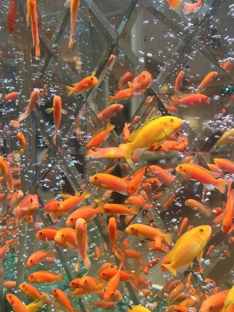 澳門魚缸批發市場:關于澳門魚缸批發市場的具體信息 全國水族館企業名錄 第6張 澳門魚缸批發市場:關于澳門魚缸批發市場的具體信息 澳門魚缸批發市場:關于澳門魚缸批發市場的具體信息 全國水族館企業名錄 第6張