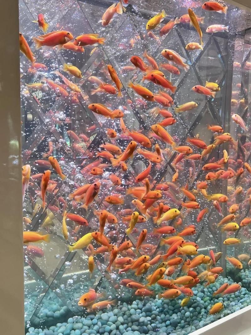 澳門魚缸批發市場:關于澳門魚缸批發市場的具體信息 全國水族館企業名錄 第2張 澳門魚缸批發市場:關于澳門魚缸批發市場的具體信息 澳門魚缸批發市場:關于澳門魚缸批發市場的具體信息 全國水族館企業名錄 第2張