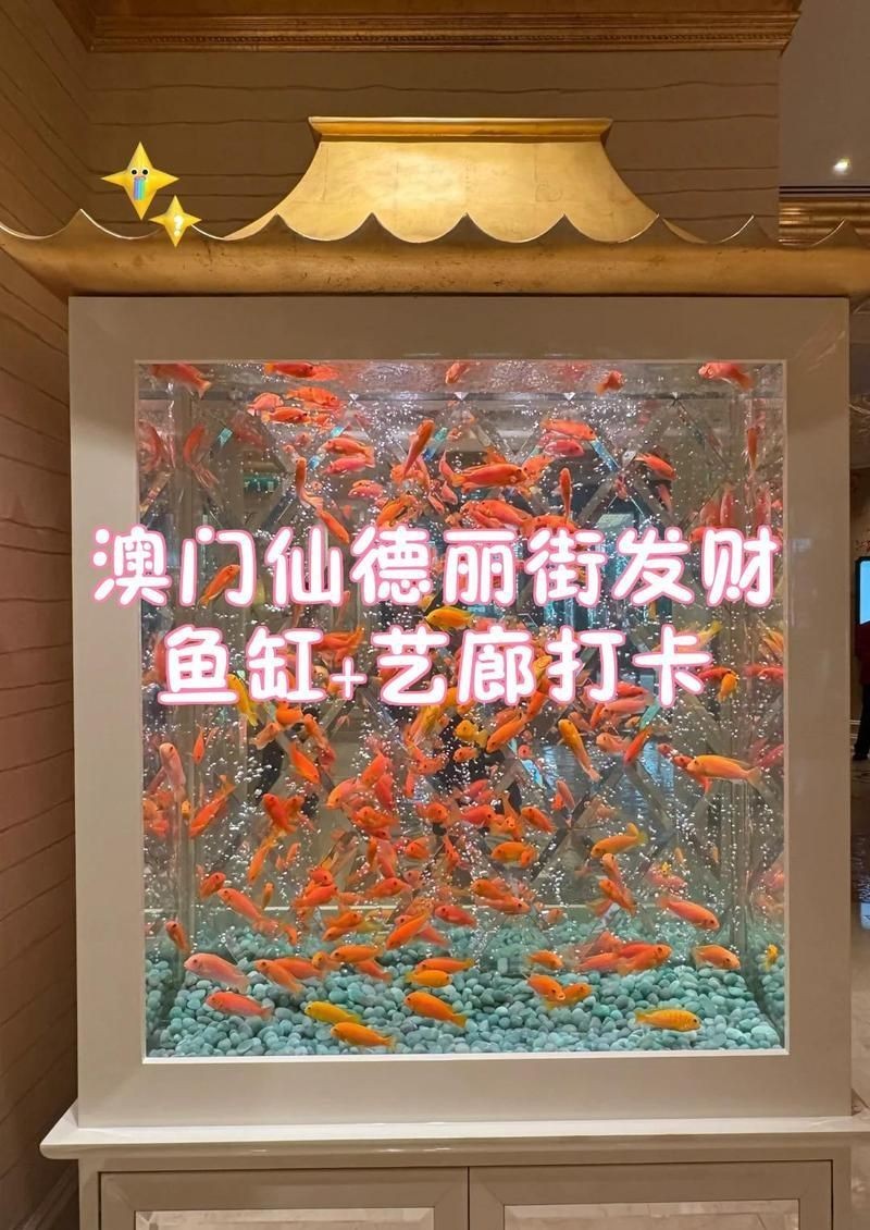 澳門魚缸批發市場:關于澳門魚缸批發市場的具體信息 全國水族館企業名錄 第14張 澳門魚缸批發市場:關于澳門魚缸批發市場的具體信息 澳門魚缸批發市場:關于澳門魚缸批發市場的具體信息 全國水族館企業名錄 第14張