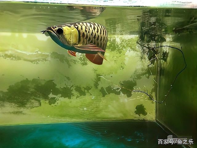 七彩銀龍魚藍底過背：七彩銀龍魚藍底過背金龍魚藍底過背金龍魚的典型特征 七彩銀龍魚藍底過背：七彩銀龍魚藍底過背金龍魚藍底過背金龍魚的典型特征 龍魚論壇 第5張