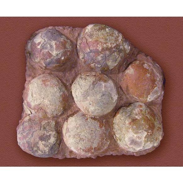 恐龍蛋放在家里吉利嗎：關于恐龍蛋化石在家中擺放的吉兇問題需從法律合規性、風水寓意及科學價值等多方面綜合分析 恐龍蛋放在家里吉利嗎：關于恐龍蛋化石在家中擺放的吉兇問題需從法律合規性、風水寓意及科學價值等多方面綜合分析 龍魚百科 第4張