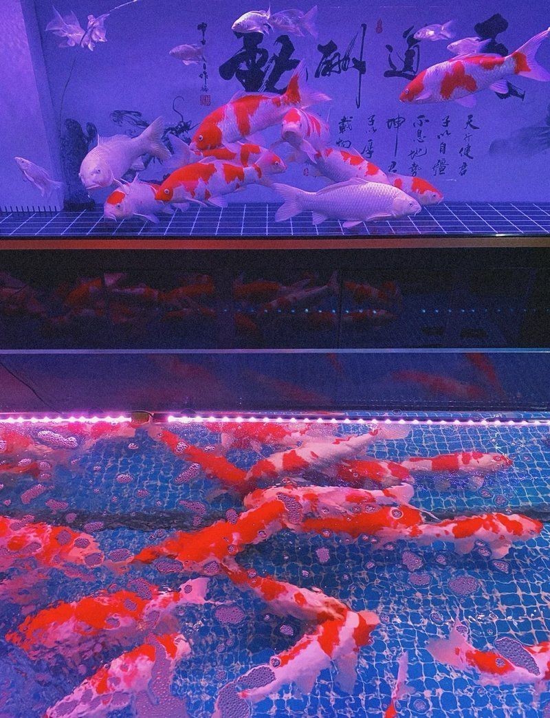 杭州魚缸批發(fā)市場(chǎng):杭州魚缸批發(fā)市場(chǎng)全面分析 全國(guó)水族館企業(yè)名錄 第10張 杭州魚缸批發(fā)市場(chǎng):杭州魚缸批發(fā)市場(chǎng)全面分析 杭州魚缸批發(fā)市場(chǎng):杭州魚缸批發(fā)市場(chǎng)全面分析 全國(guó)水族館企業(yè)名錄 第10張