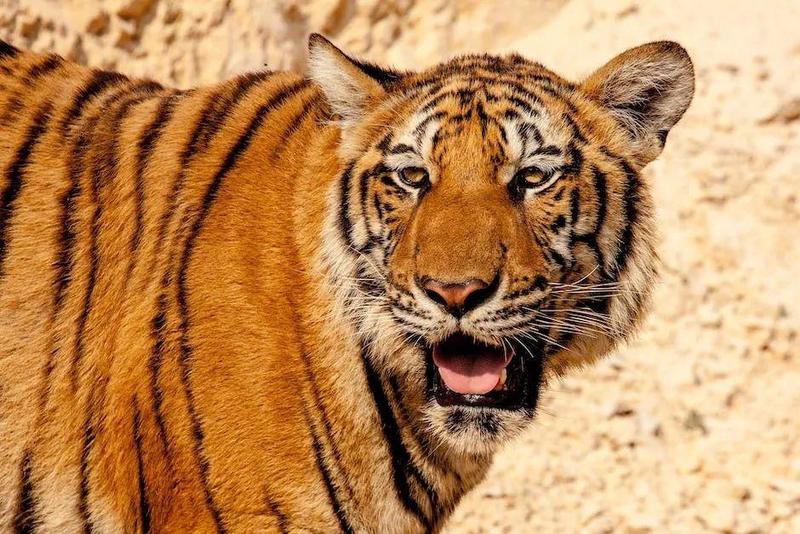 三紋虎長什么樣圖片：三紋虎的形態特征與生態價值