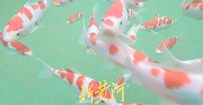 丹頂錦鯉哪個(gè)顏色最值錢(qián)：丹頂錦鯉最不值錢(qián)的顏色愛(ài)寵先鋒,一條賣(mài)3萬(wàn)!