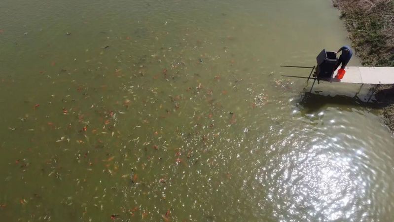 丹頂錦鯉哪個(gè)顏色最值錢(qián)：丹頂錦鯉最不值錢(qián)的顏色愛(ài)寵先鋒,一條賣(mài)3萬(wàn)!