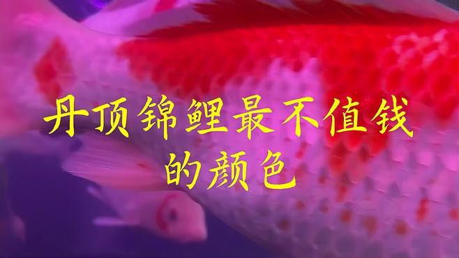 丹頂錦鯉哪個(gè)顏色最值錢(qián)：丹頂錦鯉最不值錢(qián)的顏色愛(ài)寵先鋒,一條賣(mài)3萬(wàn)!