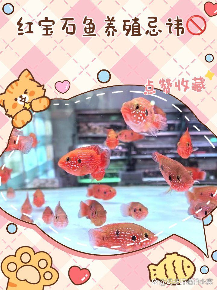 紅寶石魚混養最忌三種魚：紅寶石魚與燈科魚混養的區別