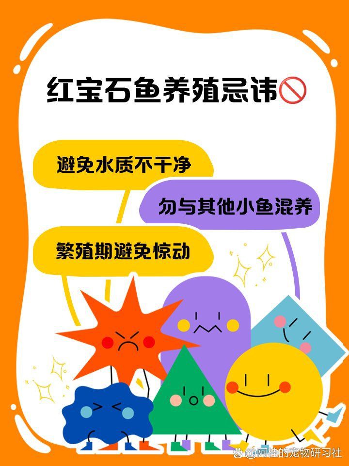 紅寶石魚混養最忌三種魚：紅寶石魚與燈科魚混養的區別