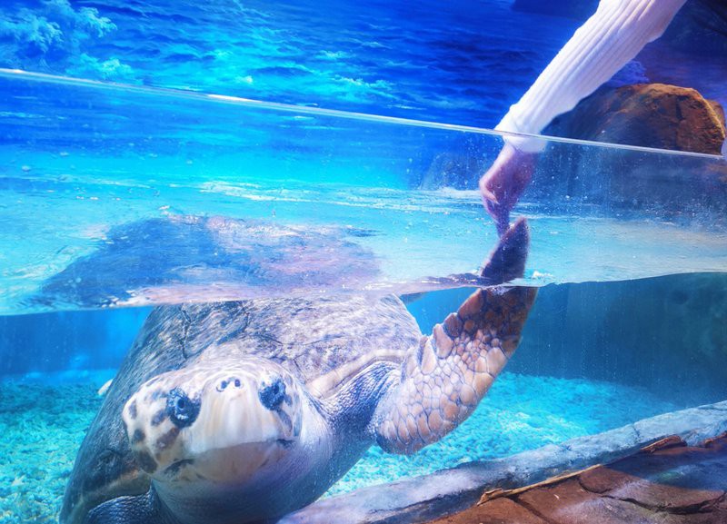 吉安龍魚店:吉安有哪些水族館 全國水族館企業(yè)名錄 第1張 吉安龍魚店:吉安有哪些水族館 吉安龍魚店:吉安有哪些水族館 全國水族館企業(yè)名錄 第1張