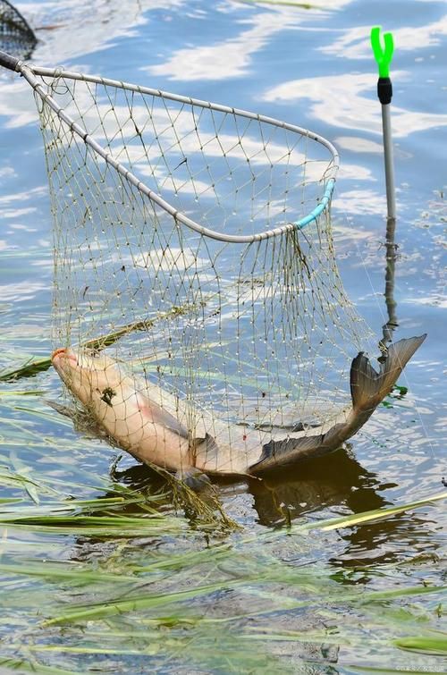 撈魚網圖片大全：京東漁網撈魚網品牌排行榜阿里巴巴1688漁具撈魚網品牌排行榜 撈魚網圖片大全：京東漁網撈魚網品牌排行榜阿里巴巴1688漁具撈魚網品牌排行榜 龍魚百科 第8張