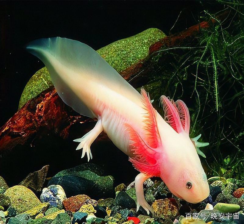 恐龍王魚兇猛嗎？：恐龍王魚屬于兇猛魚類其攻擊性和掠食性特征顯著