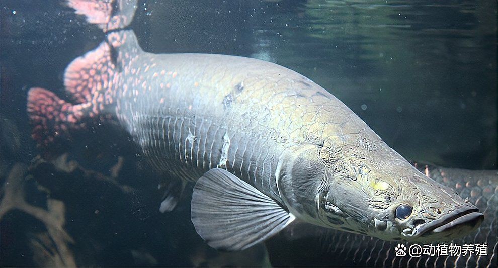 恐龍王魚兇猛嗎？：恐龍王魚屬于兇猛魚類其攻擊性和掠食性特征顯著