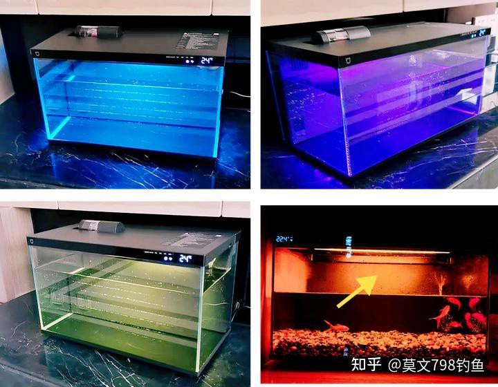 南譙水族店：滁州市南譙區(qū)有哪些水族店