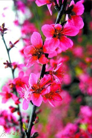 廣州花卉博覽園：華南地區規模最大、功能最全的花卉產業綜合園區