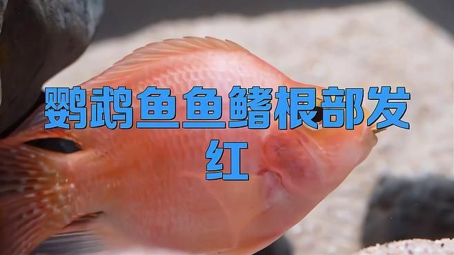如何預防魚鰭根部充血？：如何預防魚鰭根部充血