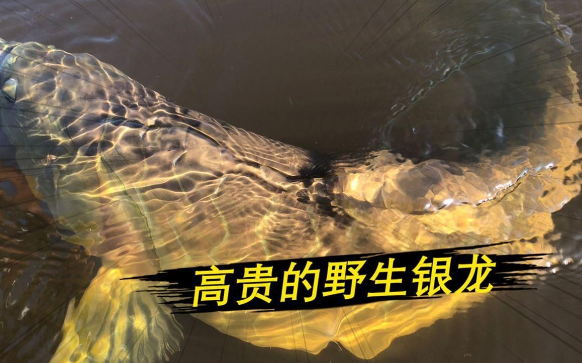 如何鑒別銀龍魚的血統純正性？：探秘銀龍魚世界 如何鑒別銀龍魚的血統純正性？：探秘銀龍魚世界 龍魚百科 第4張