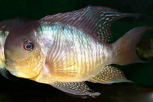 和尚魚長什么樣子：和尚魚的生活習性是怎樣的雌雄和尚魚的生活習性 和尚魚長什么樣子：和尚魚的生活習性是怎樣的雌雄和尚魚的生活習性 全國水族館企業名錄 第1張