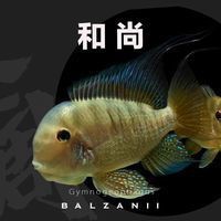 和尚魚長什么樣子：和尚魚的生活習性是怎樣的雌雄和尚魚的生活習性 和尚魚長什么樣子：和尚魚的生活習性是怎樣的雌雄和尚魚的生活習性 全國水族館企業名錄 第2張