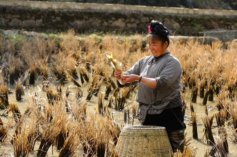 劍河龍魚店：劍河龍魚的價格是多少 劍河龍魚店：劍河龍魚的價格是多少 全國水族館企業名錄 第1張