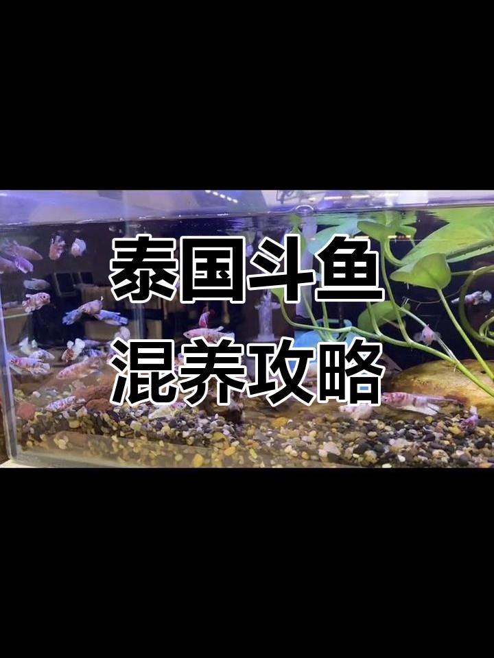 混養(yǎng)中如何降低攻擊行為：嗶哩嗶哩魚蝦混養(yǎng)成功經(jīng)驗(yàn)分享