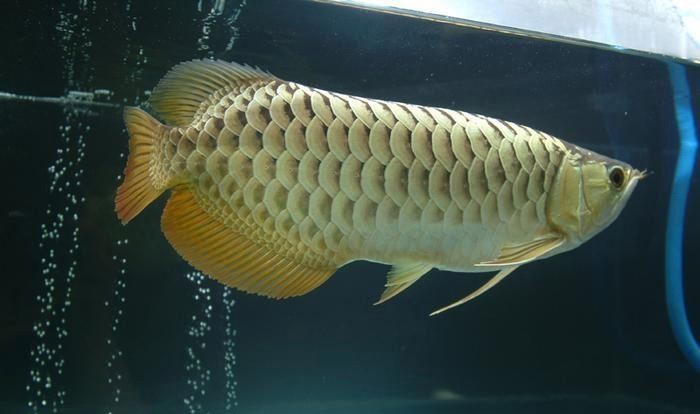 挑選過背金龍魚的技巧：關于挑選過背金龍魚的詳細技巧yuki如何挑選金龍魚