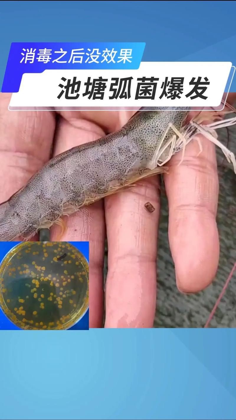 有沒有海洋弧菌感染的早期圖片？：創傷弧菌感染早期皮膚表現可通過以下圖片集直觀展示