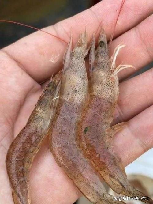 有沒有海洋弧菌感染的早期圖片？：創傷弧菌感染早期皮膚表現可通過以下圖片集直觀展示
