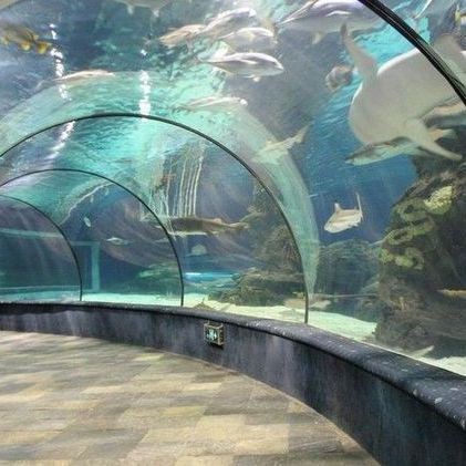 嘉興水族批發市場：關于嘉興水族批發市場的綜合信息整理，線上線下融合