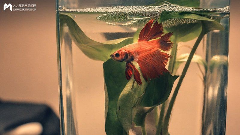 嘉興水族批發市場：關于嘉興水族批發市場的綜合信息整理，線上線下融合