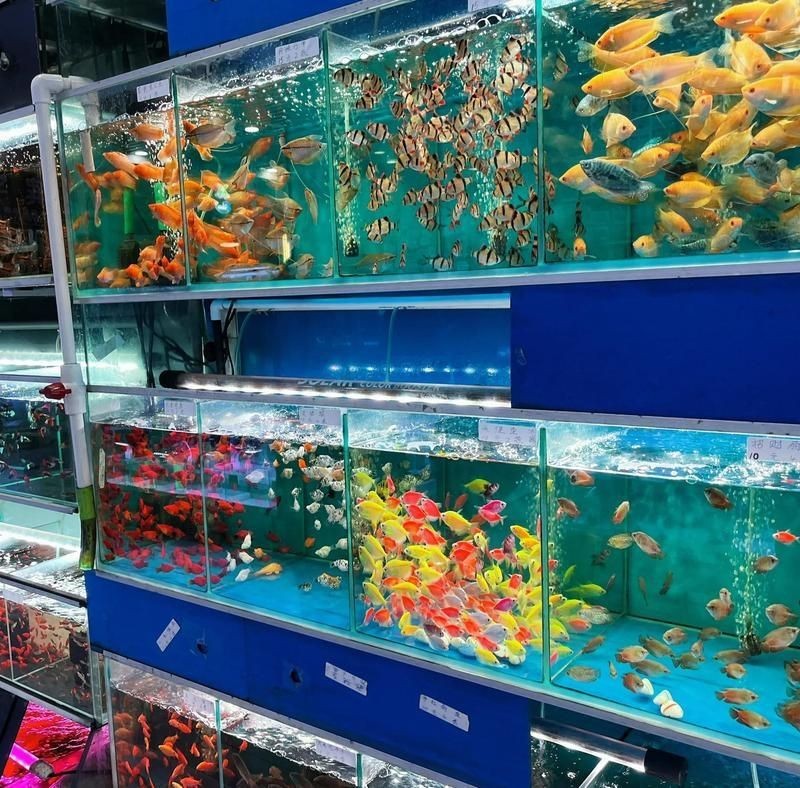 廣州賣觀賞魚的地方：廣州花鳥魚蟲新世界(、芳村花鳥魚蟲批發市場 廣州賣觀賞魚的地方：廣州花鳥魚蟲新世界(、芳村花鳥魚蟲批發市場 全國水族館企業名錄 第8張