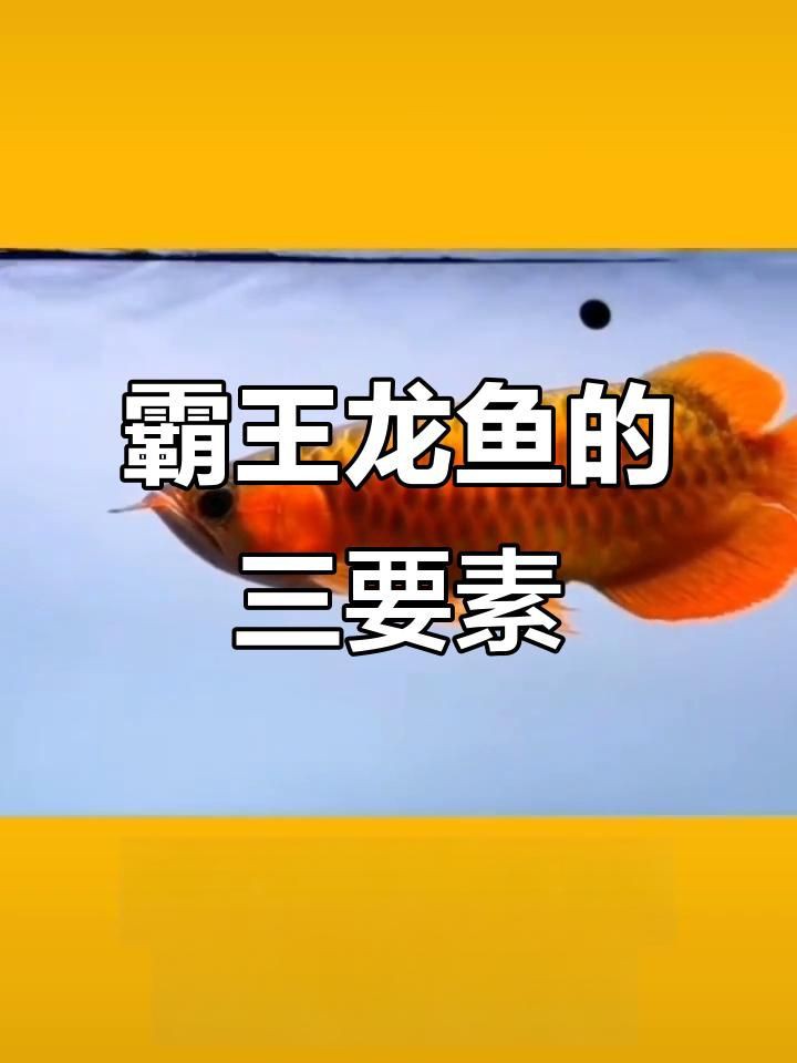 如何飼養一條霸氣的龍魚？：要飼養一條具有王者風范的龍魚 如何飼養一條霸氣的龍魚？：要飼養一條具有王者風范的龍魚 龍魚百科 第1張