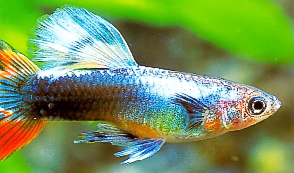 孔雀魚眼睛為啥成紅色：孔雀魚眼睛呈現紅色的原因分為自然變異和病理因素兩類因素