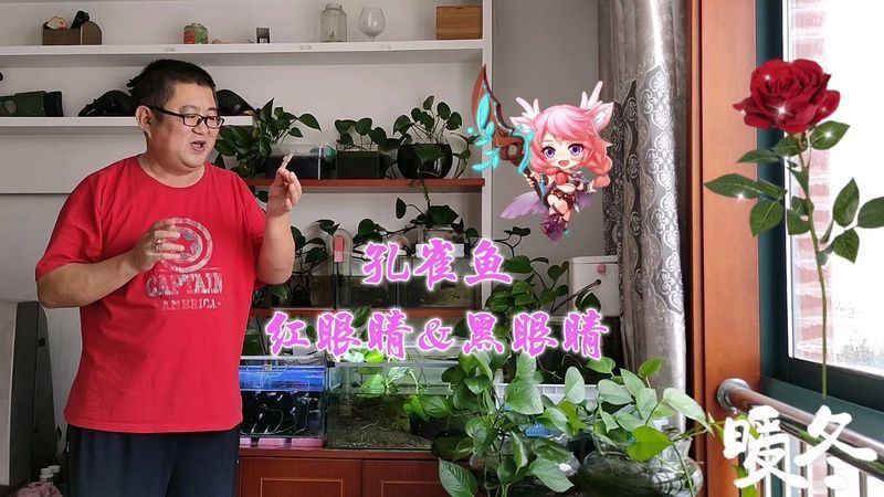 孔雀魚眼睛為啥成紅色：孔雀魚眼睛呈現紅色的原因分為自然變異和病理因素兩類因素