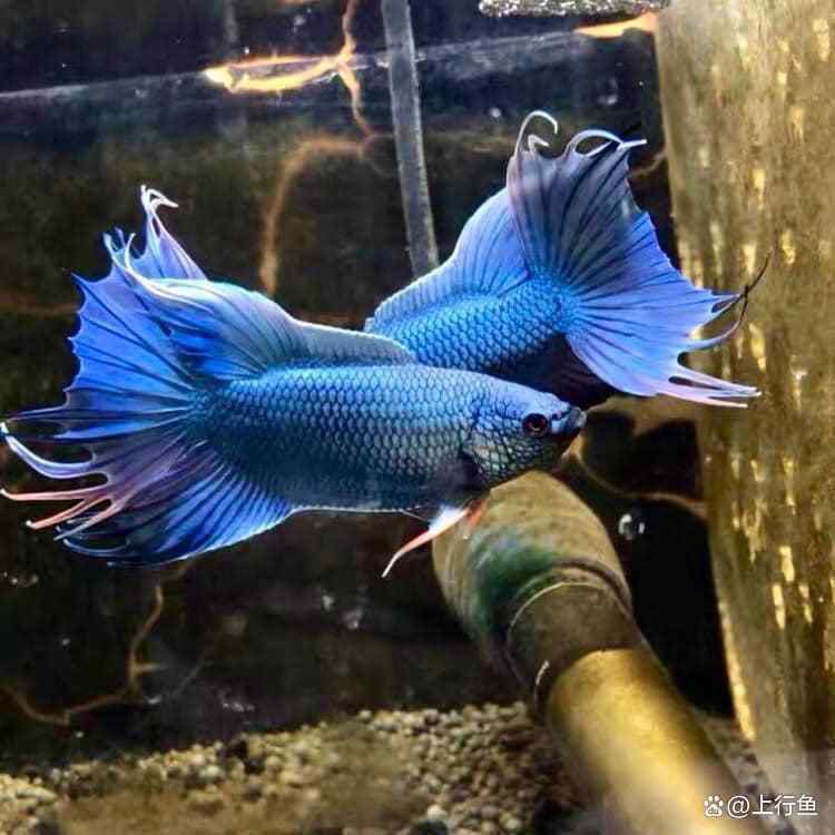 1206060魚缸養什么魚：南美缸養魚攻略