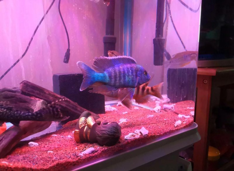 1206060魚缸養什么魚：南美缸養魚攻略