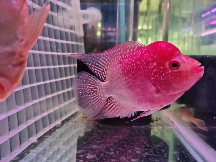 1206060魚缸養什么魚：南美缸養魚攻略