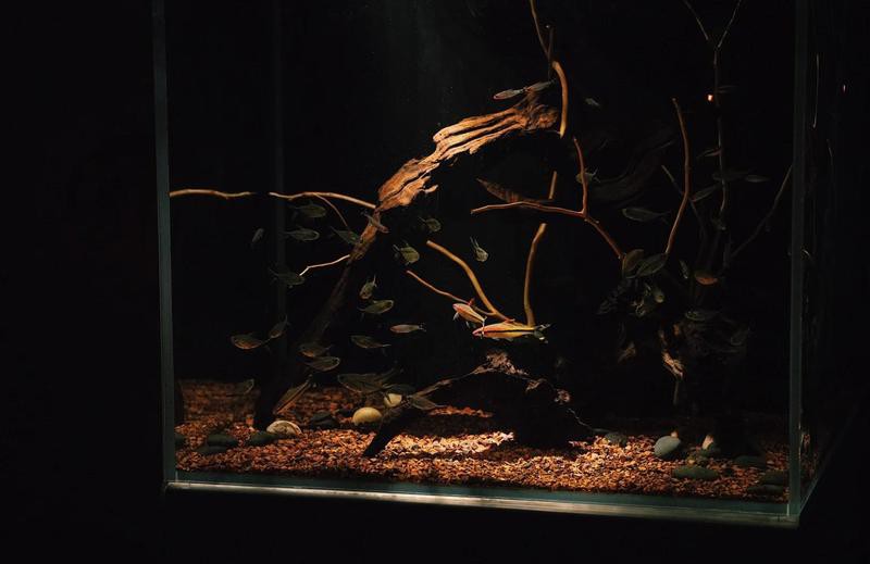 1206060魚缸養什么魚：南美缸養魚攻略