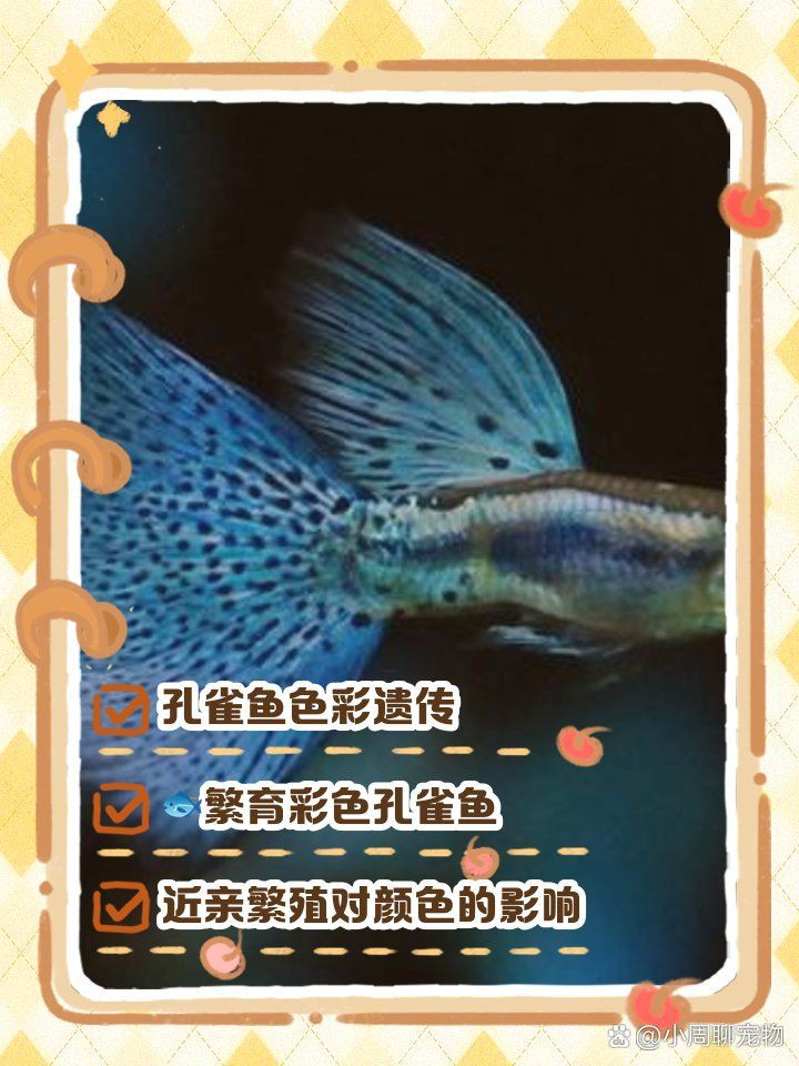 孔雀魚紅眼睛和黑眼睛的后代：孔雀魚基因遺傳規律 孔雀魚紅眼睛和黑眼睛的后代：孔雀魚基因遺傳規律 龍魚百科 第6張
