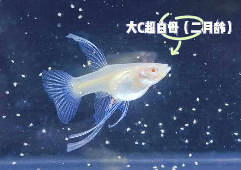 孔雀魚紅眼睛和黑眼睛的后代：孔雀魚基因遺傳規律 孔雀魚紅眼睛和黑眼睛的后代：孔雀魚基因遺傳規律 龍魚百科 第2張