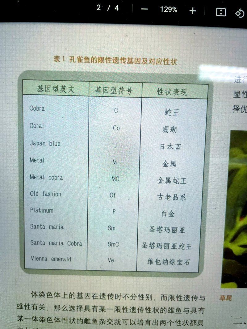 孔雀魚紅眼睛和黑眼睛的后代：孔雀魚基因遺傳規律 孔雀魚紅眼睛和黑眼睛的后代：孔雀魚基因遺傳規律 龍魚百科 第5張