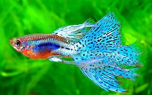 孔雀魚紅眼睛和黑眼睛的后代：孔雀魚基因遺傳規律 孔雀魚紅眼睛和黑眼睛的后代：孔雀魚基因遺傳規律 龍魚百科 第7張