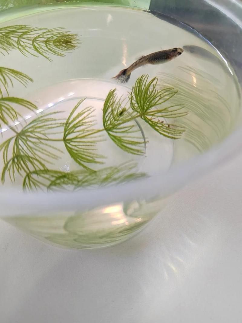 孔雀魚紅眼睛和黑眼睛的后代：孔雀魚基因遺傳規律 孔雀魚紅眼睛和黑眼睛的后代：孔雀魚基因遺傳規律 龍魚百科 第4張