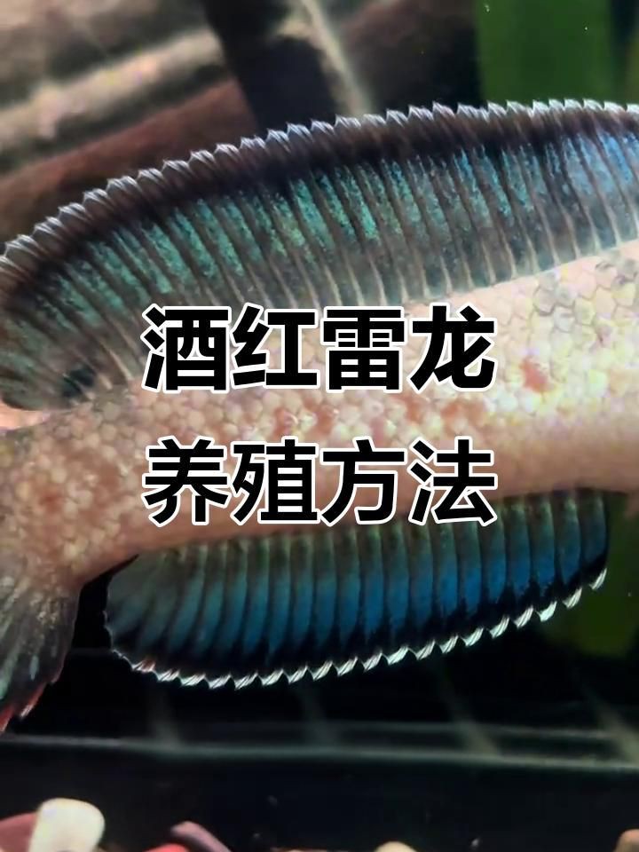 有哪些適合雷龍魚的食物？：智能模式回答完成調(diào)用工具：今天吃什么雷龍魚的食物 有哪些適合雷龍魚的食物？：智能模式回答完成調(diào)用工具：今天吃什么雷龍魚的食物 龍魚百科 第5張