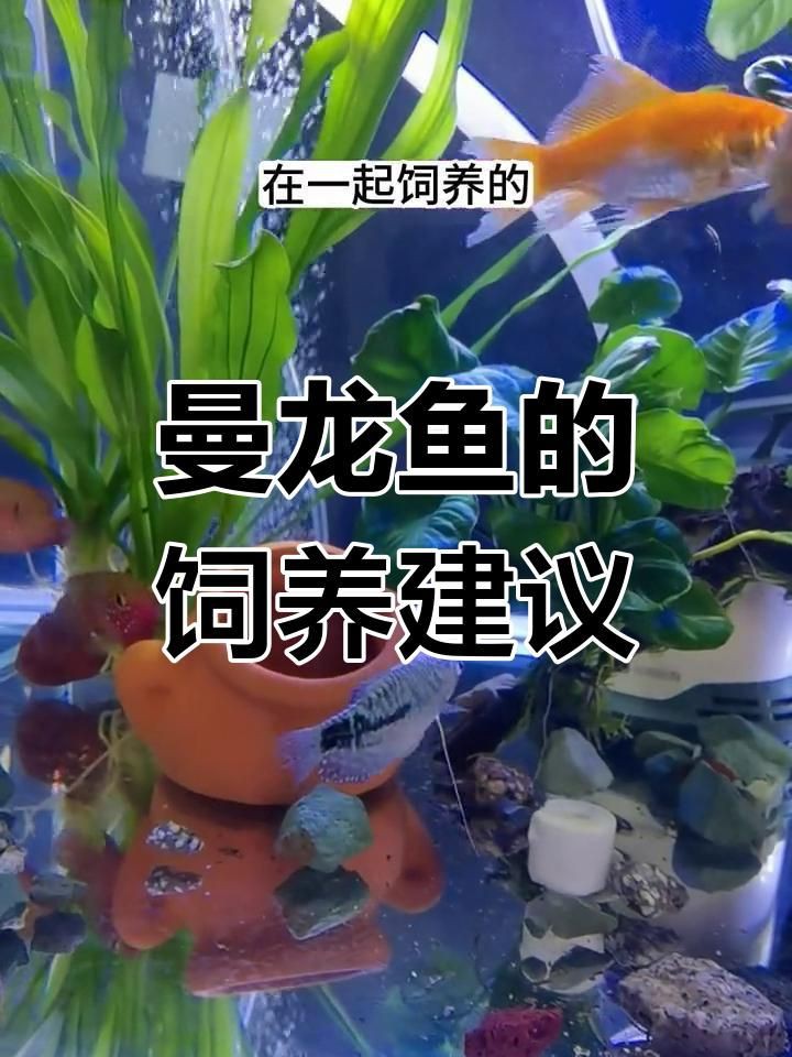 曼龍魚的最佳混養對象有哪些？：曼龍魚與多種魚類共養技巧全民小視頻展開